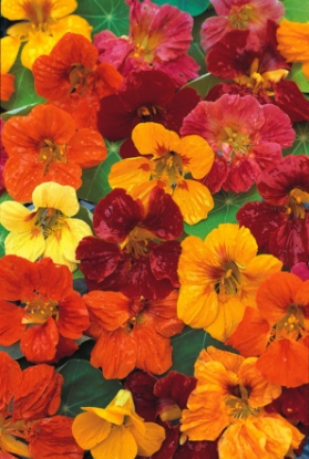 Picture of Nasturtium - Whirlybird Series Blended Mixture